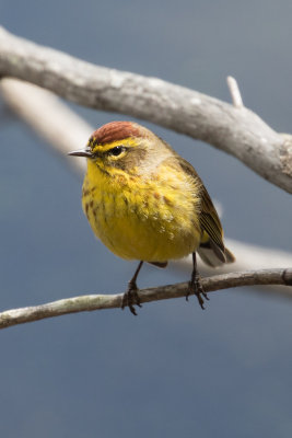 Palm Warbler