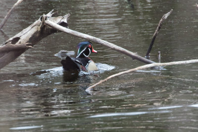 Wood Duck