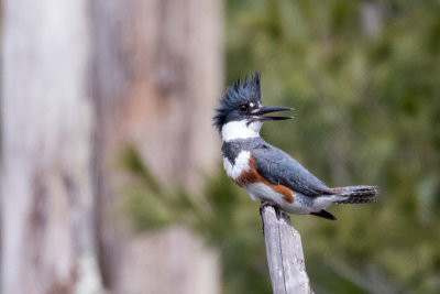 Belted Kingfisher