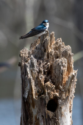 Tree swallow