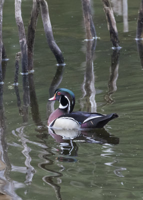 wood duck
