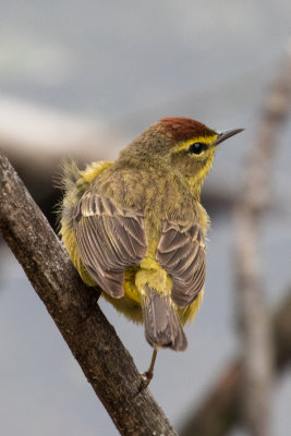 Palm warbler