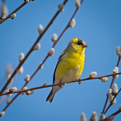 American Goldfinch