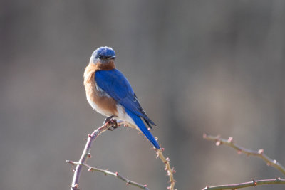 male Eastern bluebird