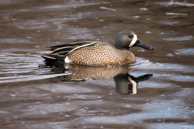 Blue-winged Teal