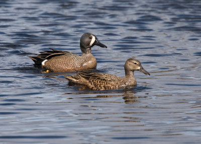 Blue-winged Teals