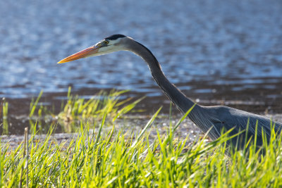 Great Blue Heron