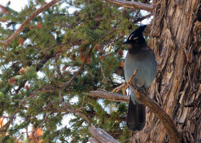 Stellars Jay