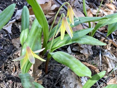yellow trout lilies
