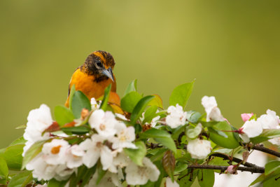 Baltimore Oriole