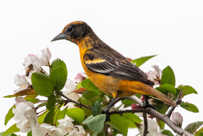 Baltimore Oriole (f)