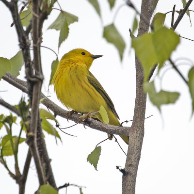 Yellow Warbler