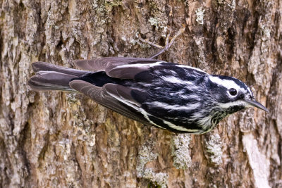 Black and White Warbler