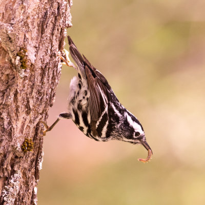 Black and White Warbler