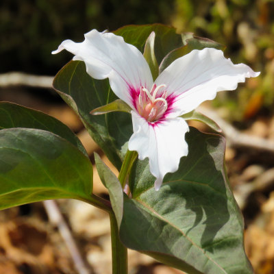 painted trillium