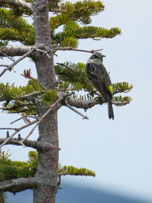 Yellow-rumped Warbler