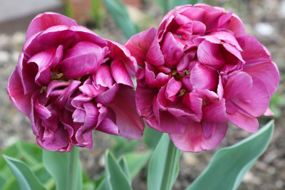 Tulip
