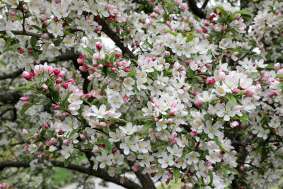 Flowering Crabapple