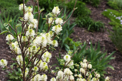 Fothergilla