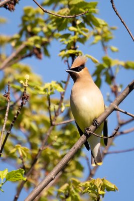 cedar waxwing