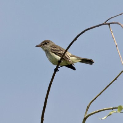 Flycatcher - probably Willow