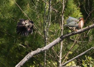 grackle goes after green heron