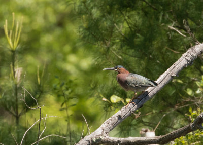 Green Heron