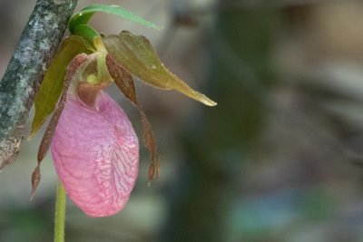 Pink Lady Slipper