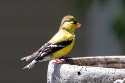 American Goldfinch