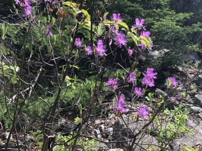 Rhodora