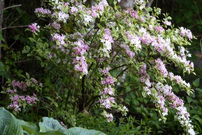 Weigela 'Florida Variegata'