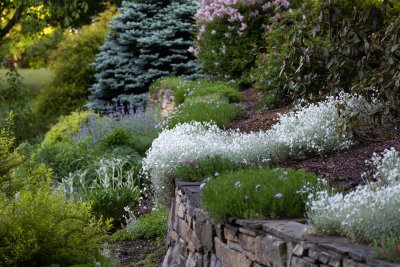 Snow in Summer cascading over the wall