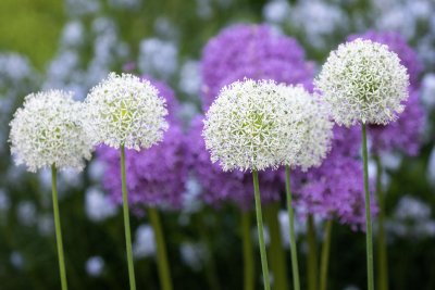 Allium