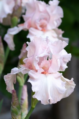 Beverly Sills bearded iris