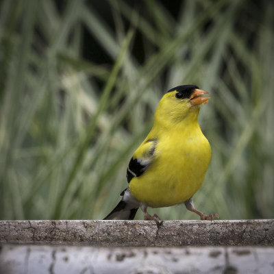 American Goldfinch