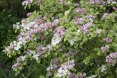 Weigela Florida