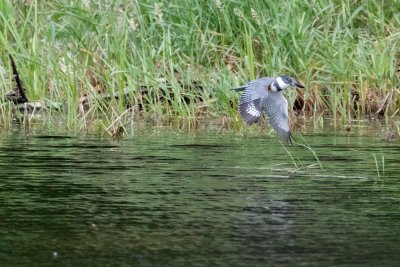 female Belted Kingfisher