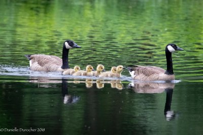 Canada Geese