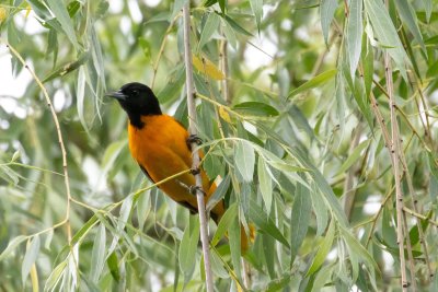 Baltimore Oriole