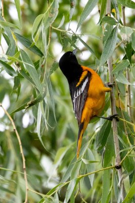 Baltimore Oriole