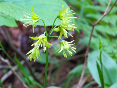 Moosilauke 7Jun18