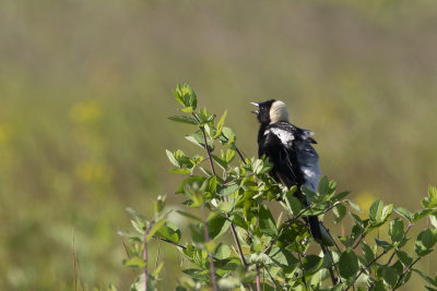 bobolink