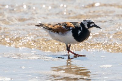 ruddy turnstone