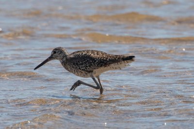 willet