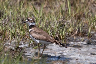 killdeer