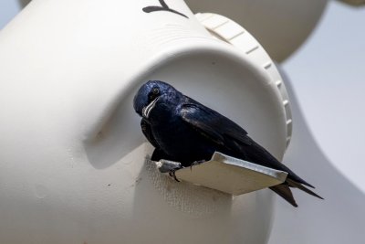 purple martin