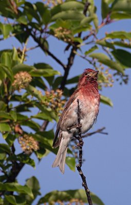 Purple finch