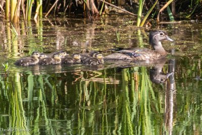 Wood Ducks