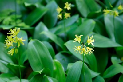 Yellow Clintonia