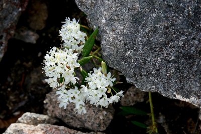 Labrador Tea